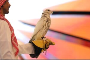صفقات قياسية تعزز مكانة المزاد الدولي لمزارع إنتاج الصقور بصفته محركًا ثقافيًا واقتصاديًا